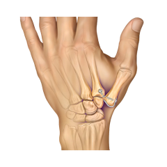 Atlas - Bird Medical